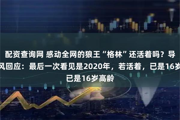 配资查询网 感动全网的狼王“格林”还活着吗？导演亦风回应：最后一次看见是2020年，若活着，已是16岁高龄